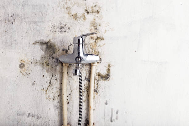 Professional Mold Removal in Greenwood, MS