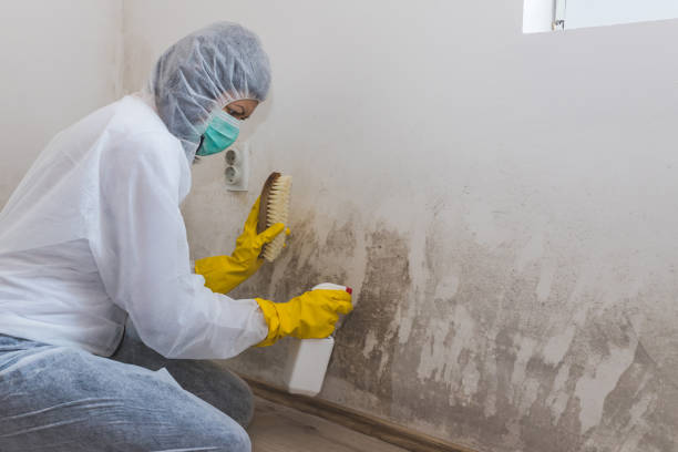Best Mold Remediation  in Greenwood, MS