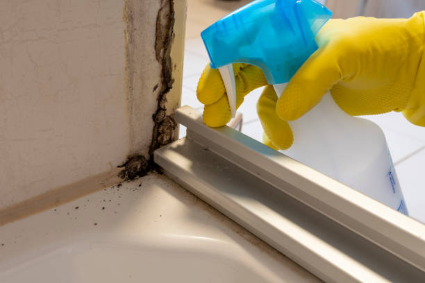 Best Office Mold Removal Services  in Greenwood, MS