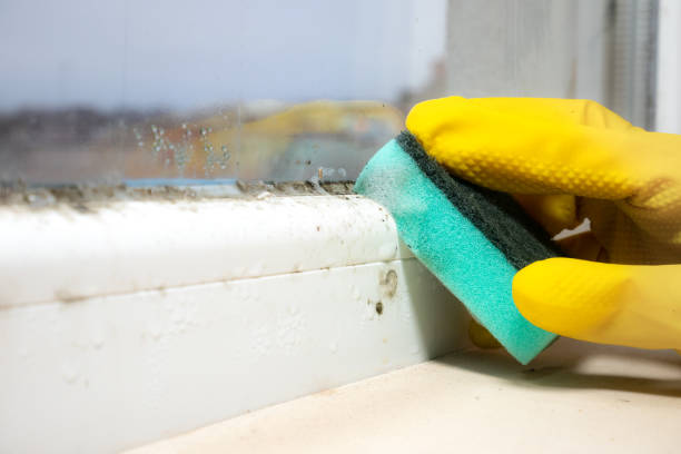 Best Affordable Mold Removal  in Greenwood, MS