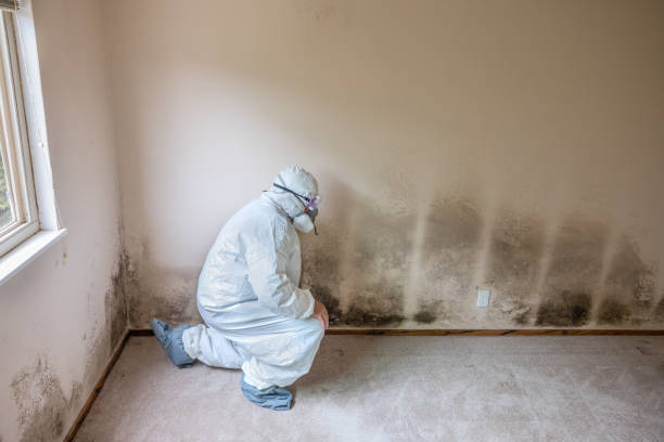 Certified Mold Removal in Greenwood, MS