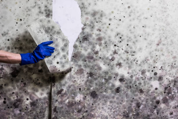 Best Mold Testing  in Greenwood, MS